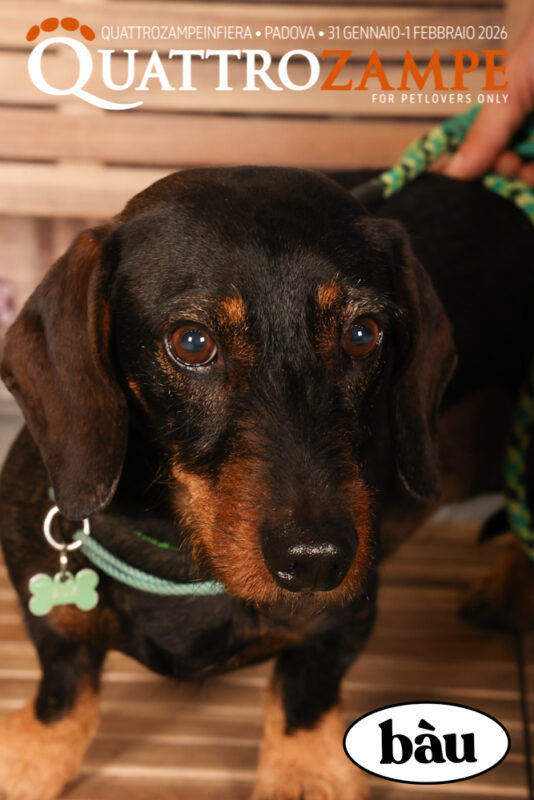 Concorso Fotografico - QuattroZampe in Fiera - Padova - Gennaio/Febbraio 2026