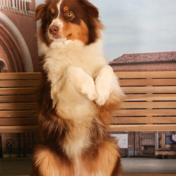 Concorso Fotografico - QuattroZampe in Fiera - Padova - Gennaio/Febbraio 2026