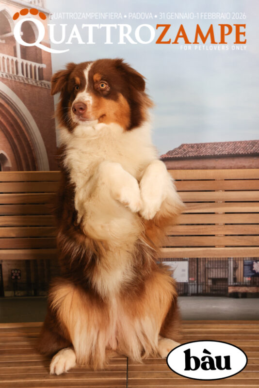 Concorso Fotografico - QuattroZampe in Fiera - Padova - Gennaio/Febbraio 2026