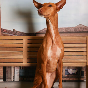 Concorso Fotografico - QuattroZampe in Fiera - Padova - Gennaio/Febbraio 2026