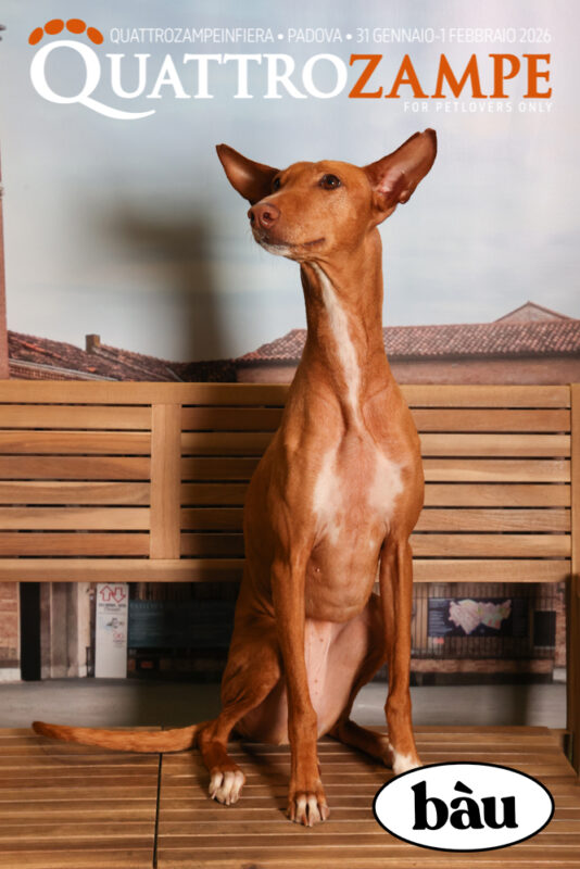 Concorso Fotografico - QuattroZampe in Fiera - Padova - Gennaio/Febbraio 2026