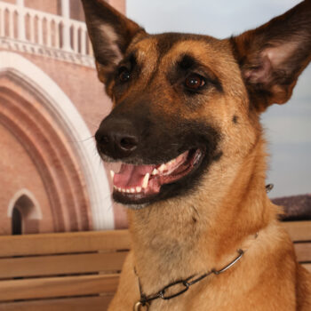 Concorso Fotografico - QuattroZampe in Fiera - Padova - Gennaio/Febbraio 2026