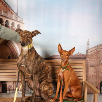 Concorso Fotografico - QuattroZampe in Fiera - Padova - Gennaio/Febbraio 2026