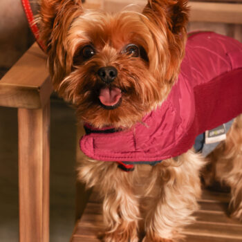 Concorso Fotografico - QuattroZampe in Fiera - Padova - Gennaio/Febbraio 2026