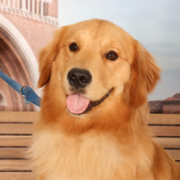 Concorso Fotografico - QuattroZampe in Fiera - Padova - Gennaio/Febbraio 2026