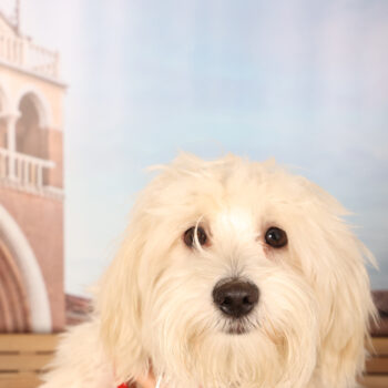 Concorso Fotografico - QuattroZampe in Fiera - Padova - Gennaio/Febbraio 2026