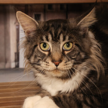 Concorso Fotografico - QuattroZampe in Fiera - Padova - Gennaio/Febbraio 2026