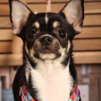 Concorso Fotografico - QuattroZampe in Fiera - Padova - Gennaio/Febbraio 2026