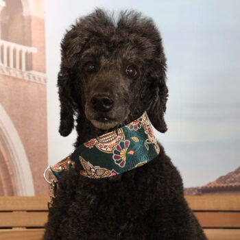 Concorso Fotografico - QuattroZampe in Fiera - Padova - Gennaio/Febbraio 2026