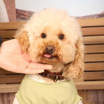 Concorso Fotografico - QuattroZampe in Fiera - Padova - Gennaio/Febbraio 2026