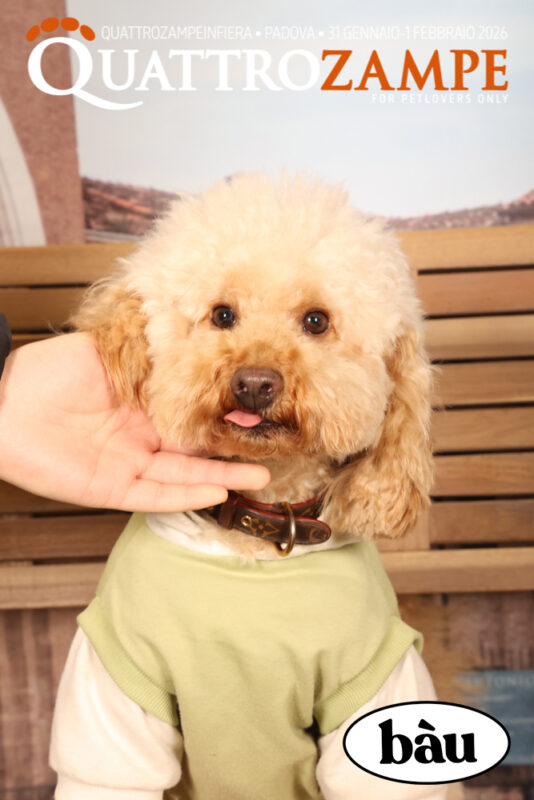 Concorso Fotografico - QuattroZampe in Fiera - Padova - Gennaio/Febbraio 2026
