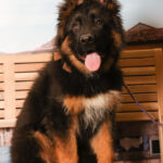 Concorso Fotografico - QuattroZampe in Fiera - Padova - Gennaio/Febbraio 2026