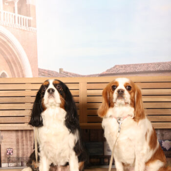 Concorso Fotografico - QuattroZampe in Fiera - Padova - Gennaio/Febbraio 2026