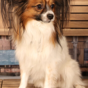 Concorso Fotografico - QuattroZampe in Fiera - Padova - Gennaio/Febbraio 2026