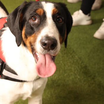 Concorso Fotografico - QuattroZampe in Fiera - Padova - Gennaio/Febbraio 2026