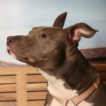 Concorso Fotografico - QuattroZampe in Fiera - Padova - Gennaio/Febbraio 2026