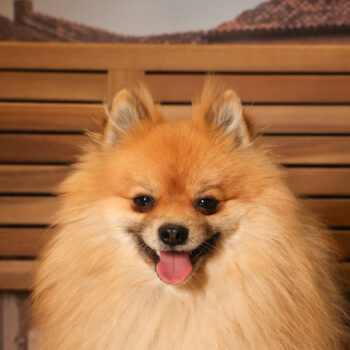 Concorso Fotografico - QuattroZampe in Fiera - Padova - Gennaio/Febbraio 2026