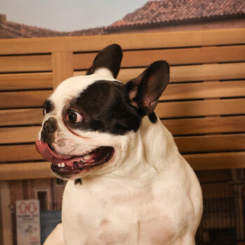 Concorso Fotografico - QuattroZampe in Fiera - Padova - Gennaio/Febbraio 2026