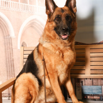 Concorso Fotografico - QuattroZampe in Fiera - Padova - Gennaio/Febbraio 2026