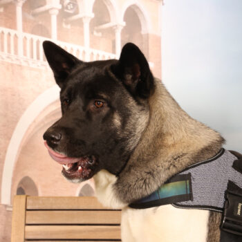 Concorso Fotografico - QuattroZampe in Fiera - Padova - Gennaio/Febbraio 2026