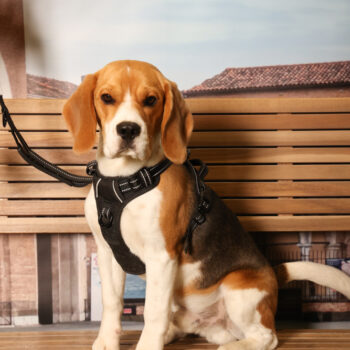 Concorso Fotografico - QuattroZampe in Fiera - Padova - Gennaio/Febbraio 2026