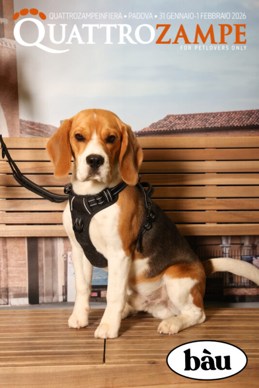 Concorso Fotografico - QuattroZampe in Fiera - Padova - Gennaio/Febbraio 2026