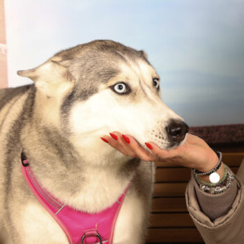 Concorso Fotografico - QuattroZampe in Fiera - Padova - Gennaio/Febbraio 2026