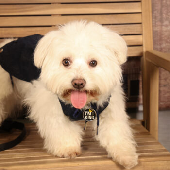 Concorso Fotografico - QuattroZampe in Fiera - Padova - Gennaio/Febbraio 2026