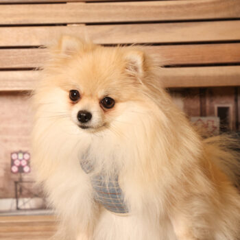 Concorso Fotografico - QuattroZampe in Fiera - Padova - Gennaio/Febbraio 2026