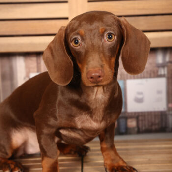 Concorso Fotografico - QuattroZampe in Fiera - Padova - Gennaio/Febbraio 2026