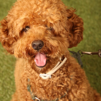 Concorso Fotografico - QuattroZampe in Fiera - Padova - Gennaio/Febbraio 2026