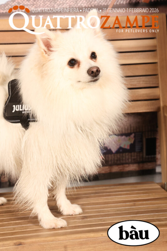 Concorso Fotografico - QuattroZampe in Fiera - Padova - Gennaio/Febbraio 2026
