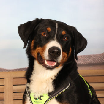 Concorso Fotografico - QuattroZampe in Fiera - Padova - Gennaio/Febbraio 2026