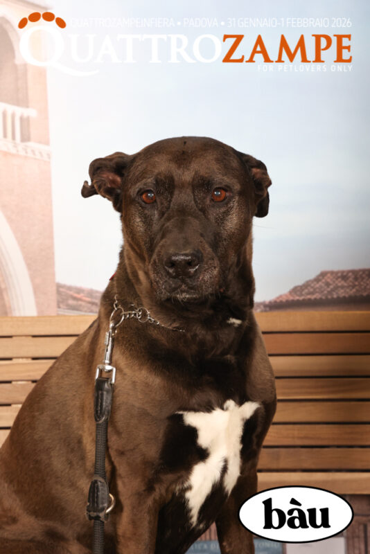 Concorso Fotografico - QuattroZampe in Fiera - Padova - Gennaio/Febbraio 2026