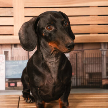 Concorso Fotografico - QuattroZampe in Fiera - Padova - Gennaio/Febbraio 2026