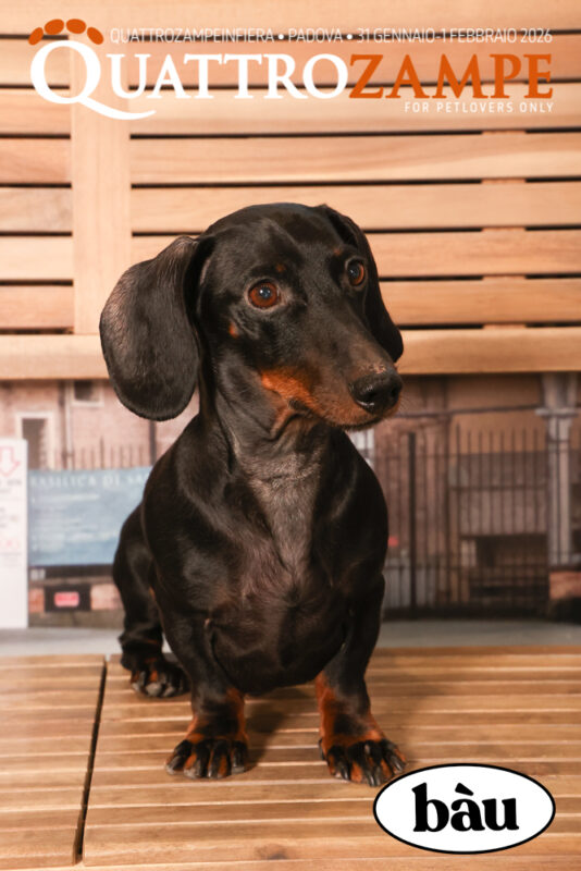 Concorso Fotografico - QuattroZampe in Fiera - Padova - Gennaio/Febbraio 2026