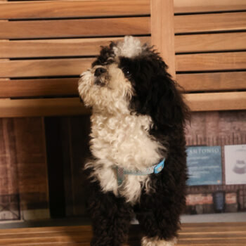 Concorso Fotografico - QuattroZampe in Fiera - Padova - Gennaio/Febbraio 2026