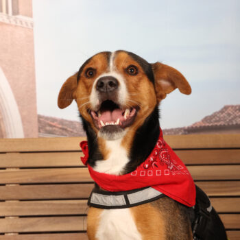 Concorso Fotografico - QuattroZampe in Fiera - Padova - Gennaio/Febbraio 2026