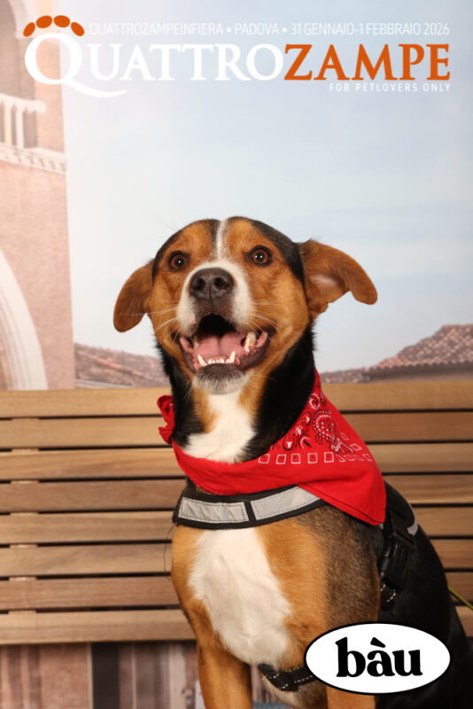 Concorso Fotografico - QuattroZampe in Fiera - Padova - Gennaio/Febbraio 2026