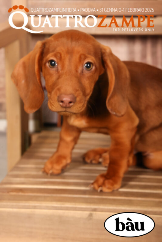 Concorso Fotografico - QuattroZampe in Fiera - Padova - Gennaio/Febbraio 2026