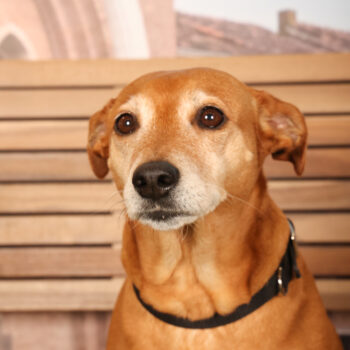 Concorso Fotografico - QuattroZampe in Fiera - Padova - Gennaio/Febbraio 2026