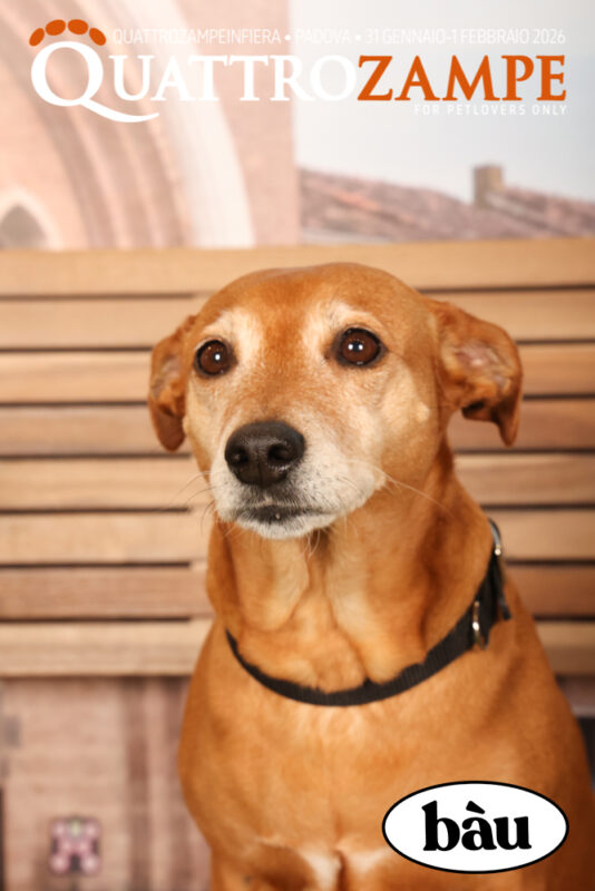 Concorso Fotografico - QuattroZampe in Fiera - Padova - Gennaio/Febbraio 2026