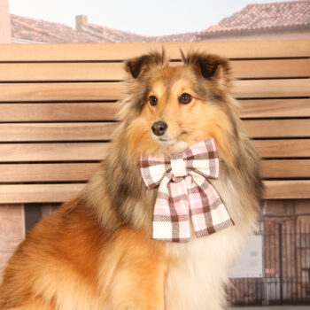 Concorso Fotografico - QuattroZampe in Fiera - Padova - Gennaio/Febbraio 2026