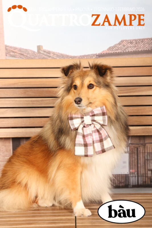 Concorso Fotografico - QuattroZampe in Fiera - Padova - Gennaio/Febbraio 2026