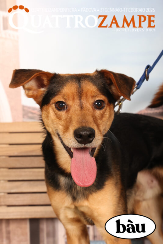 Concorso Fotografico - QuattroZampe in Fiera - Padova - Gennaio/Febbraio 2026