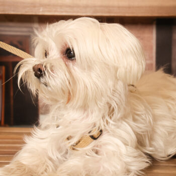 Concorso Fotografico - QuattroZampe in Fiera - Padova - Gennaio/Febbraio 2026