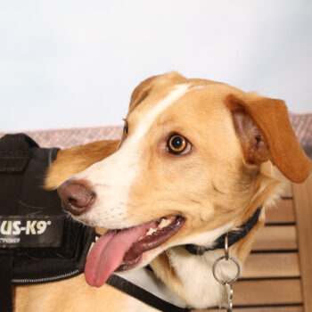 Concorso Fotografico - QuattroZampe in Fiera - Padova - Gennaio/Febbraio 2026