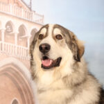 Concorso Fotografico - QuattroZampe in Fiera - Padova - Gennaio/Febbraio 2026