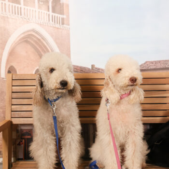 Concorso Fotografico - QuattroZampe in Fiera - Padova - Gennaio/Febbraio 2026