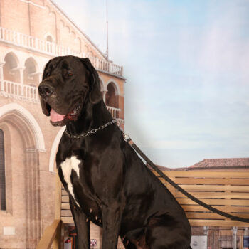 Concorso Fotografico - QuattroZampe in Fiera - Padova - Gennaio/Febbraio 2026